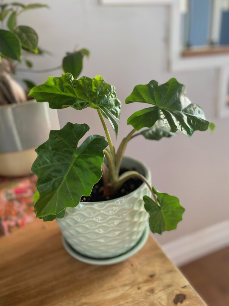 Green plant to demonstrate the beauty of neurodiversity